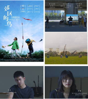 郊区的鸟